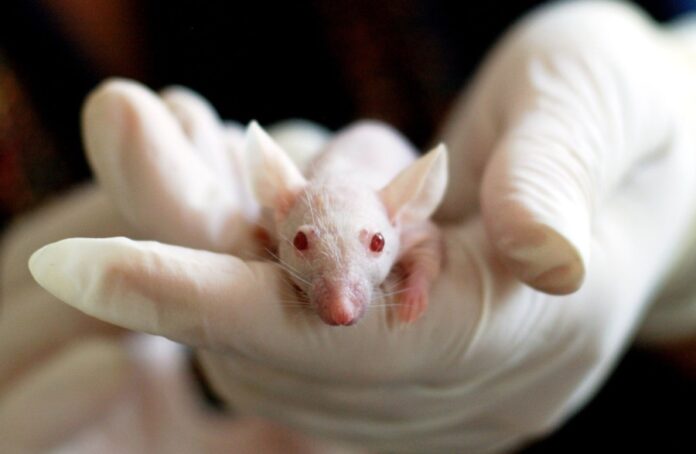 Os científicos probaron a súa vacina anticanceríxena de dobre acción nun modelo avanzado de rato con glioblastoma, un cancro cerebral mortal.