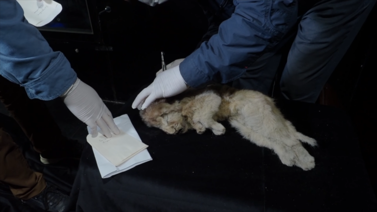 Descubren los restos intactos de un cachorro de león cavernario de 28.000 años