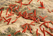 Ilustración de 'Mycobacterium leprae'. Crédito: Shutterstock / Kateryna Kon