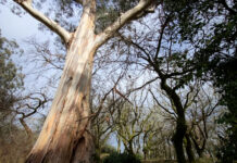 Los eucaliptos llegaron a Galicia como un árbol raro, exótico, probablemente ya en el siglo XVIII