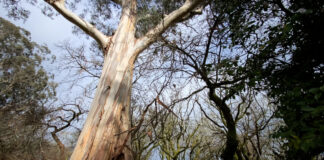 Los eucaliptos llegaron a Galicia como un árbol raro, exótico, probablemente ya en el siglo XVIII