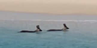 Captura del vídeo en el que se ve como dos corzos llegan nadando a la playa de Liméns.