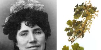 Á esquerda, Rosalía de Castro. Á dereita, folla dun carballo incluída no "Herbario de Rosalía". O crédito desta últime foto é de Miguel Fraga Vila.