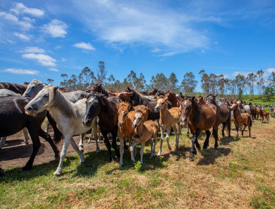 Un grupo de cabalos salvaxes de Sabucedo. Crédito: Asociación Rapa das Bestas