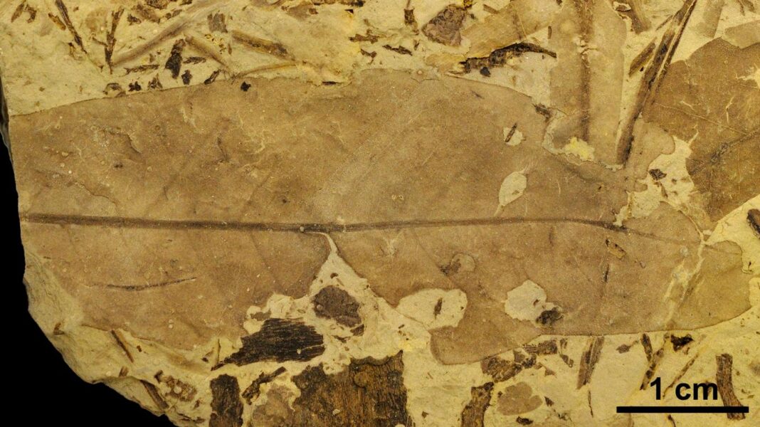 Folla de anxiosperma terrestre con orificios e marcas de alimentación na marxe procedente de Estercuel. Foto: Fundación Dinópolis.