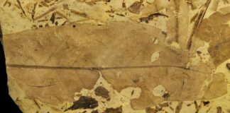 Folla de anxiosperma terrestre con orificios e marcas de alimentación na marxe procedente de Estercuel. Foto: Fundación Dinópolis.