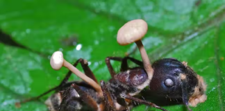 Unha formiga momificada polo ataque dun Ophiocordyceps. Crédito: Bernard Dupond, CC BY-SA