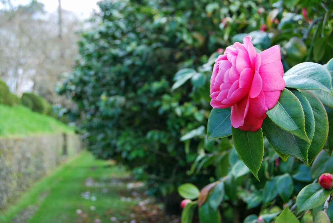 Camelia en flor no Pazo de Mariñán. Crédito: Turismo de Galicia