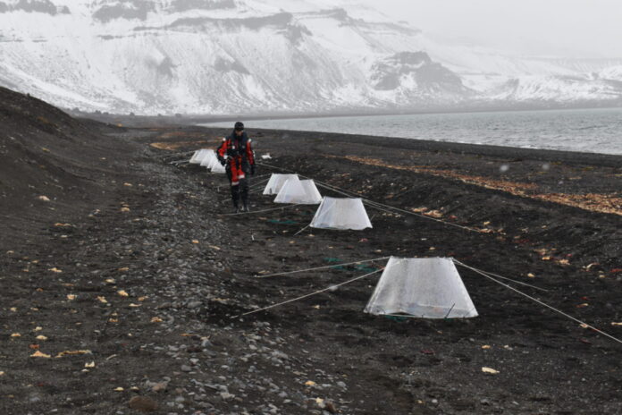 Unha das zonas de ensaio dos investigadores da UVigo na Antártida. Crédito: Mariano Lastra