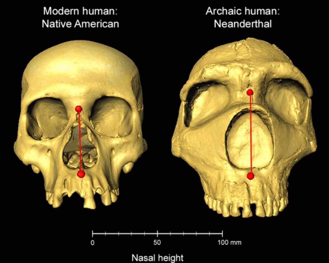 Os portadores do material xenético neandertal teñen unha maior altura nasal. Foto:  Kaustubh Adhikari (UCL)