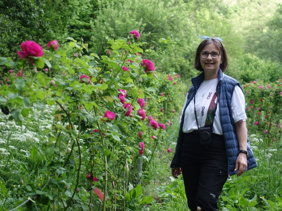 A investigadora Carmen Martínez, con exemplares de Rosa Narcea. 