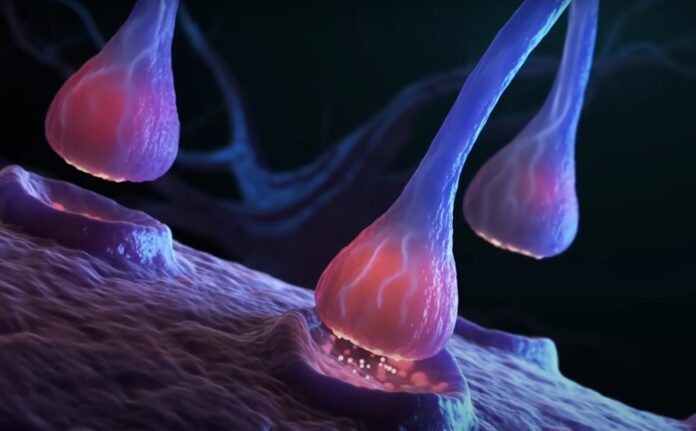 Efectos do fentanilo no cerebro. Foto: Youtube / Mente Humana