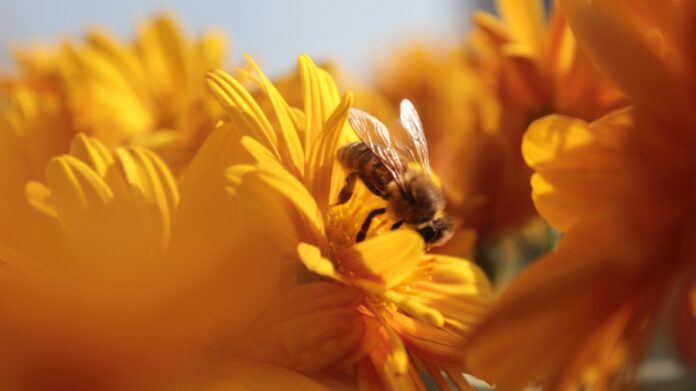 A primeira vez que me picou unha abella tamén foi a miña primeira lección de ciencia. E en galego.