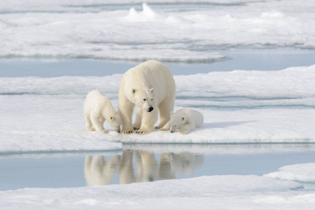 Un Ártico sen xeo mariño afecta tanto a humanos, como aos ecosistemas naturais dentro e fóra desta área. Foto: Adobe Stock