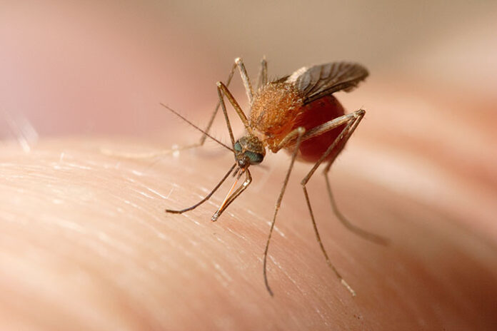 Un mosquito común (Culex pipiens). Foto: Wikimedia Commons