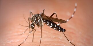 Un mosquito tigre. Foto: Wikimedia