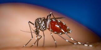 Un exemplar de mosquito tigre. Foto: Wikimedia