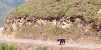 Un oso pardo pasea polos Ancares.