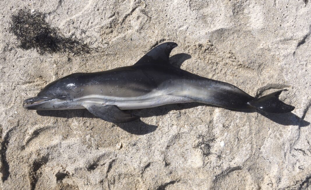 Cachorro de golfiño común varado en Carnota este verán. Foto: Pablo Covelo / Cemma