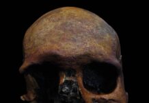 Cranio da sima de Marcenejas antes da súa restauración. Foto: Pilar Fernández Colón / CENIEH