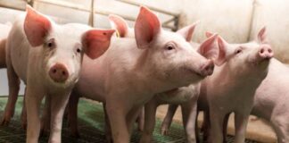 O virus PRRS causa un forte impacto económico nas granxas de porcino.