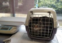 Un gato na súa gaiola, antes da súa revisión no hospital veterinario Rof Codina