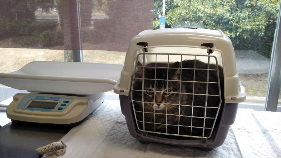 Un gato na súa gaiola, antes da súa revisión no hospital veterinario Rof Codina
