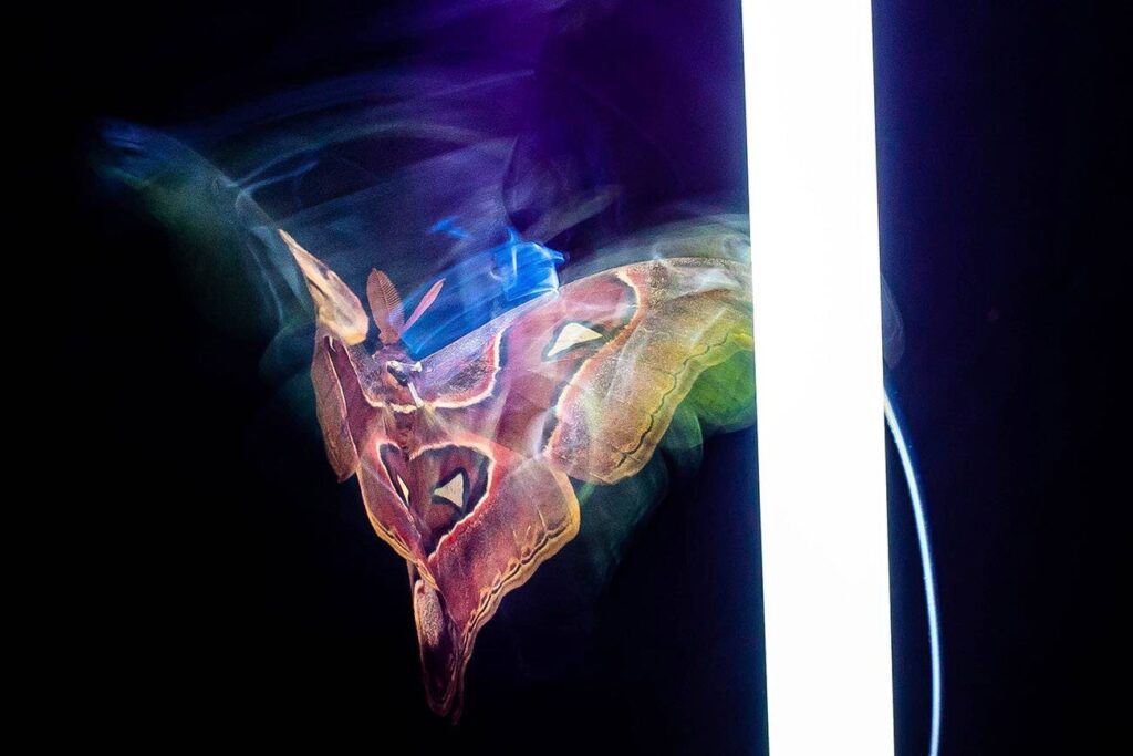 Avelaíña Attacus lorquini voa co seu dorso cara á fonte luminosa. Foto: Sam Fabian.