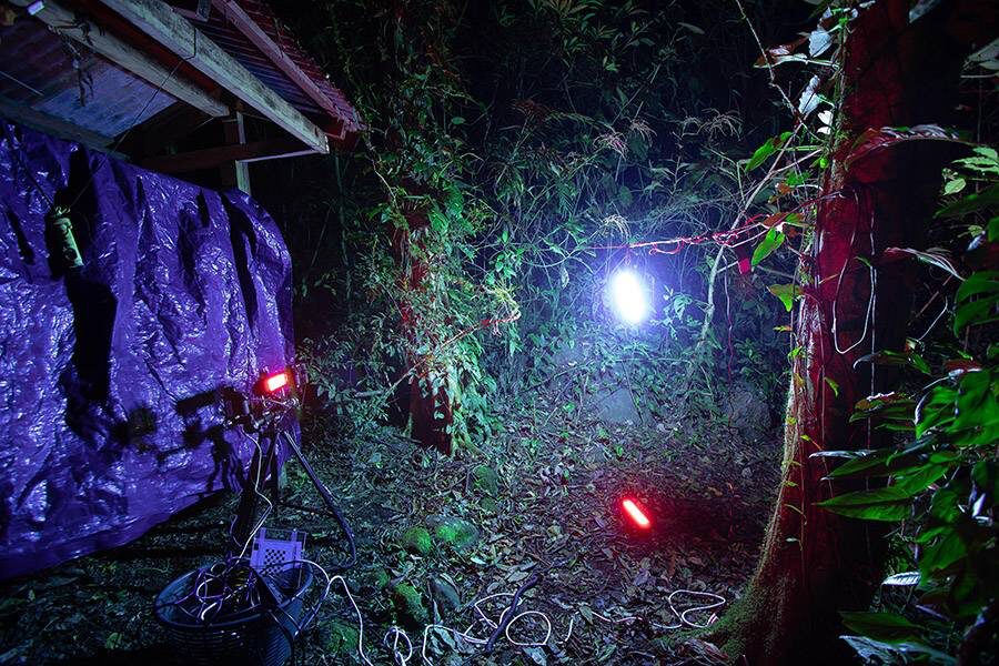 Gravación en Monteverde, Costa Rica. Un tubo ultravioleta central é iluminado por dous iluminadores infravermellos para que as cámaras de alta velocidade poidan gravar os patróns de voo dos insectos atrapados ao redor da luz. Foto: Sam Fabian.