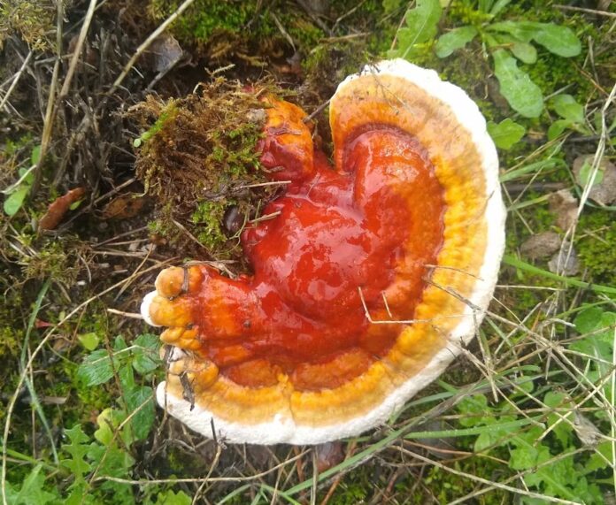 Exemplar de 'Ganoderma lucidum' atopado nun bosque de Ávila, España. Fotografía do autor