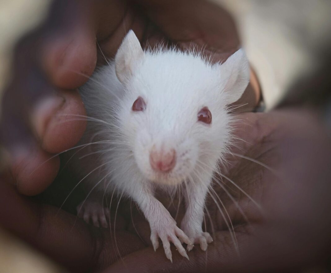 O estudo fíxose en ratos.
