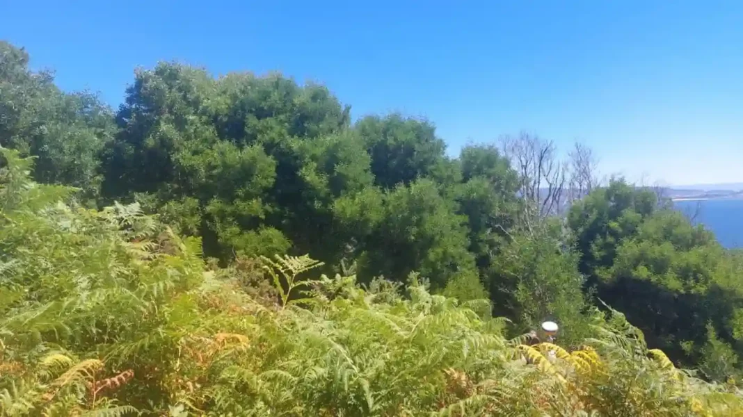 A investigación da UVigo céntrase nas masas de acacia.