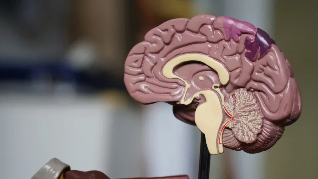 O estudo sobre o envecellecemento do cerebro abre a porta a intervencións no proceso de deterioración deste órgano.