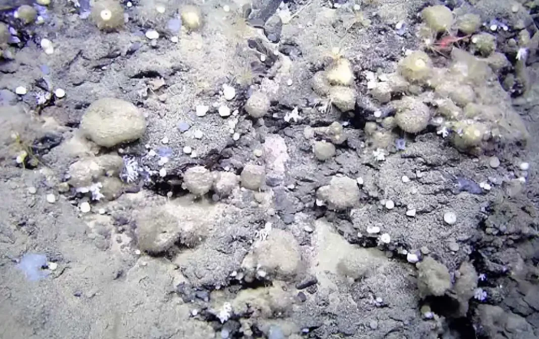 Foto dun campo de esponxas ‘Geodia hentscheli’ a más de 2.000 metros de profundidad. Foto: Paco Cárdenas