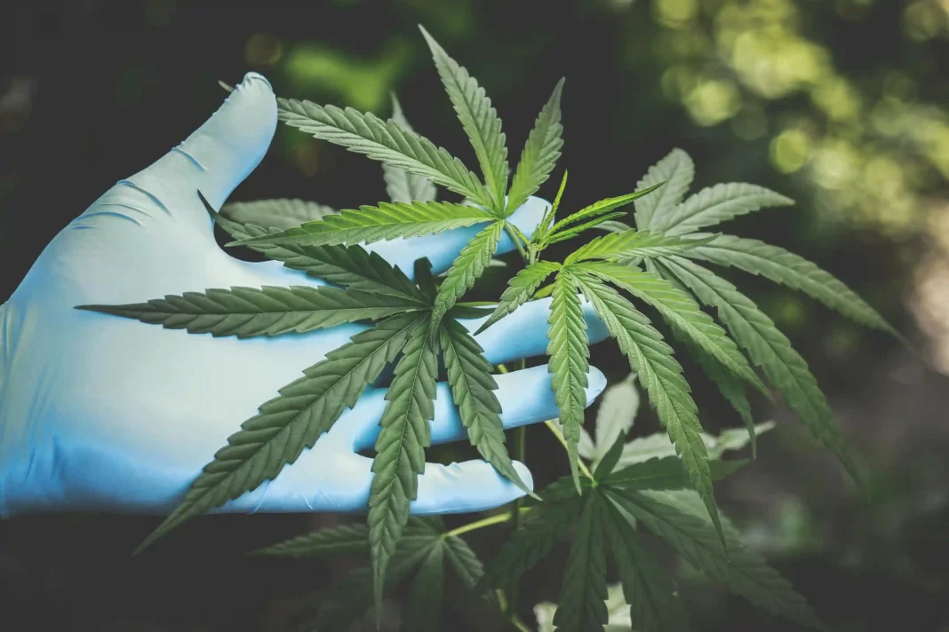 O uso do cánnabis medicinal pode ser unha alternativa eficiente para algúns pacientes