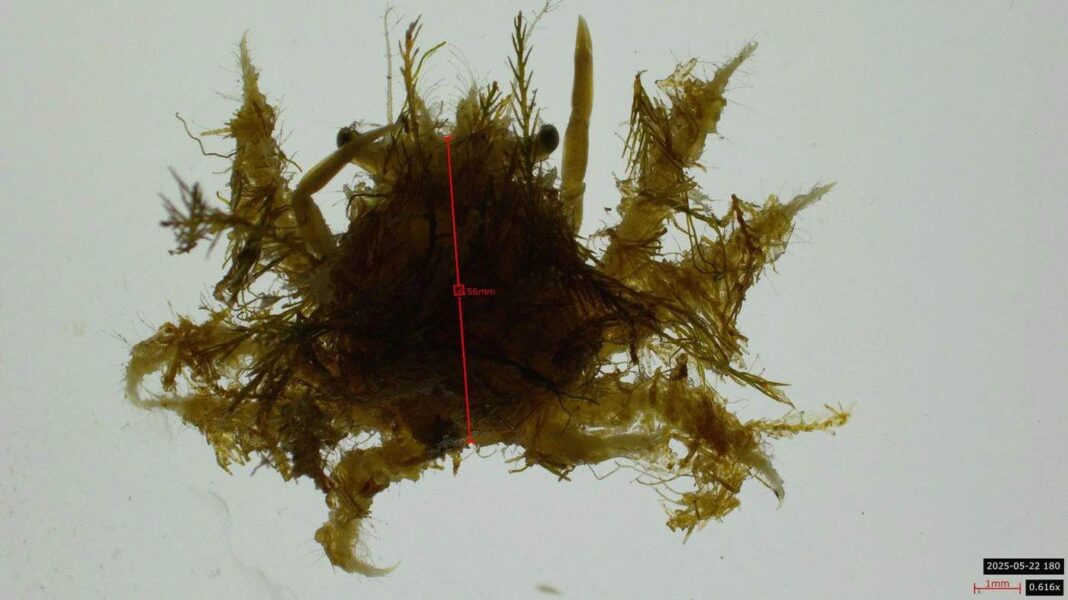 Exemplar xuvenil de 'Maja brachudactyla'. Foto: DUVI