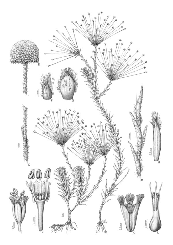 "'Actinocephalus bulbosus'", de Klei Sousa. Mención especial Ilustración Científica