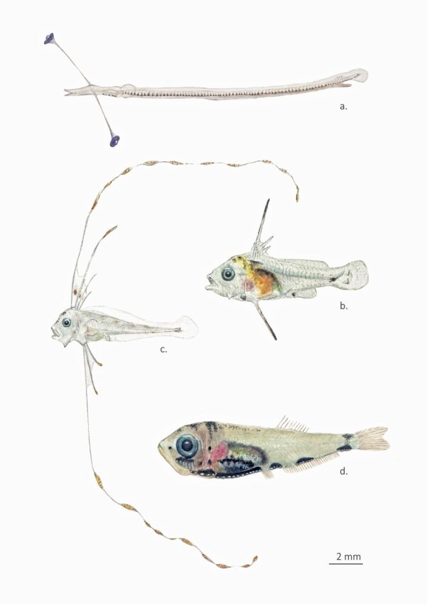"Adaptacións morfolóxicas en larvas de
peixes", de Joan Mir Arguimbau. Premio Ciencias Mariñas ‘Luisa de la Vega’
