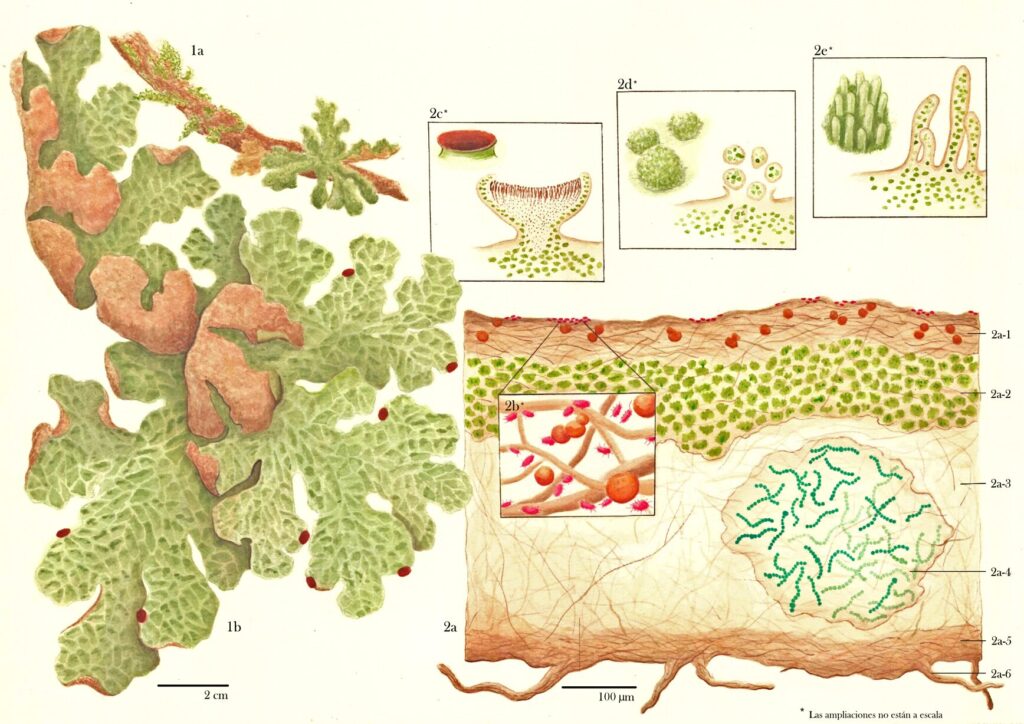"'Lobaria pulmonaria': holobionte". de Juan Antonio Blanchet Villezcas. Mención especial Ilustración Científica