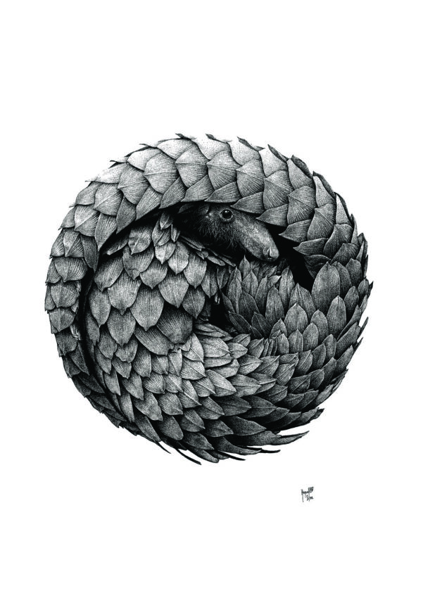 "Pangolín", de Raquel Reis Silva. Premio Ilustración Naturalista