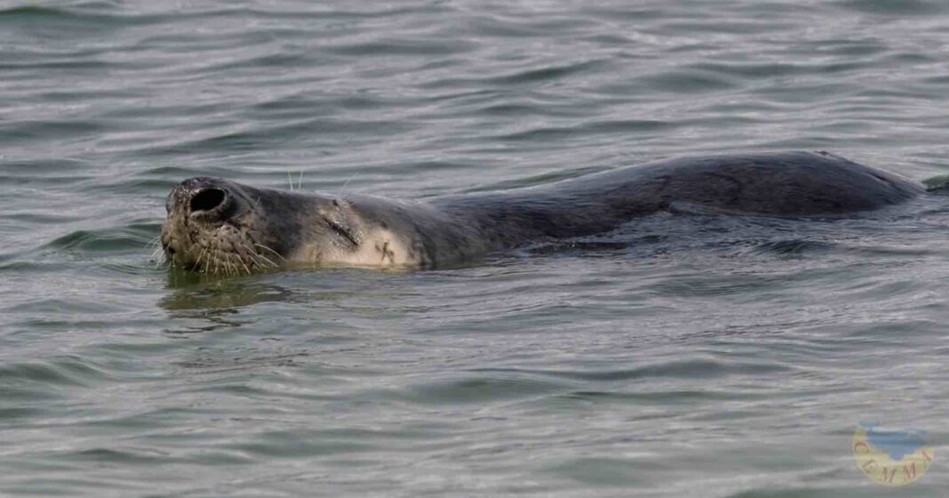 A foca común (‘Phoca vitulina’) é a especie que mellor parece encaixar coas nomenclaturas recollidas na costa galega. Foto: CEMMA vía Facebook