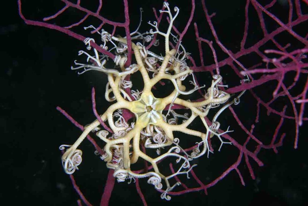 Exemplar da ofiura 'Astrospartus mediterraneus' documentada en augas de Galicia. Foto: IEO-CSIC