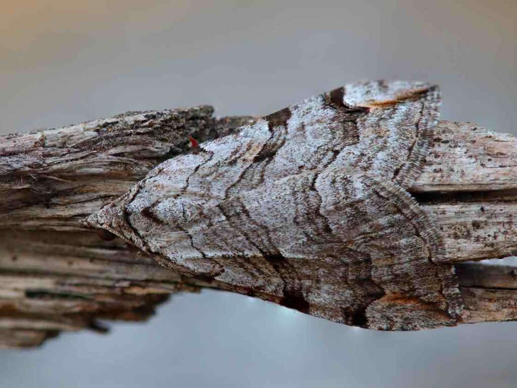 ‘Aplocera plagiata’. Foto: Xunta de Galicia