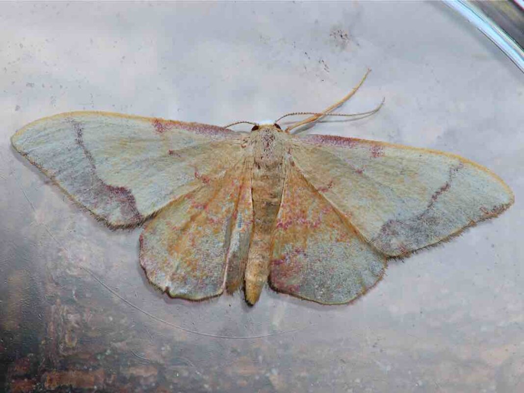 'Idaea ostrinaria'. Foto: Xunta de Galicia