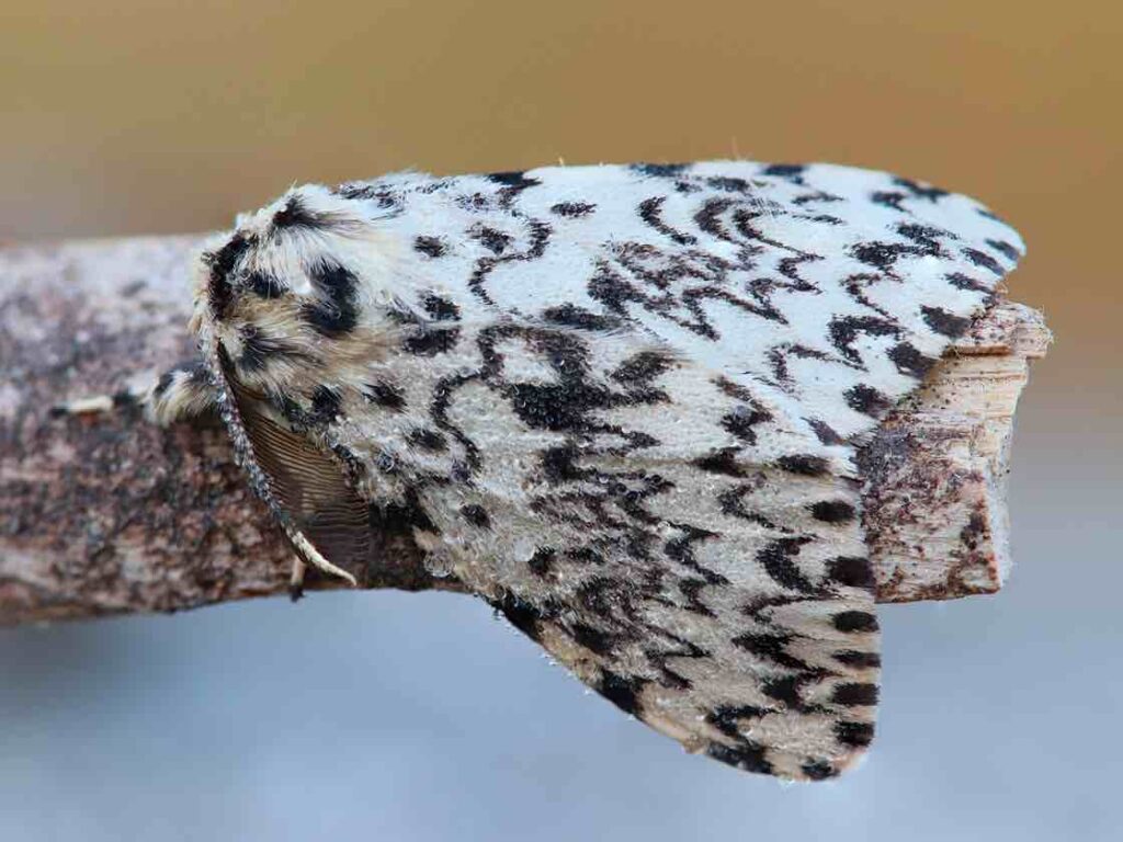 'Lymantria monacha'. Foto: Wikimedia Commons