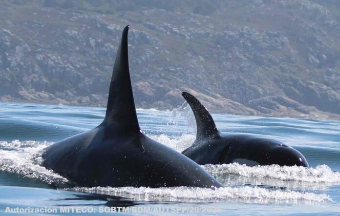Grupo de candorcas avistado nas Rías Baixas a finais de agosto de 2026. Foto: CEMMA