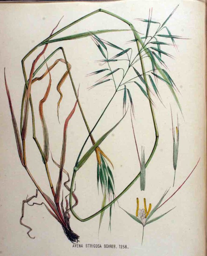 Avea moura (‘Avena strigosa’). Foto: Wikimedia Commons