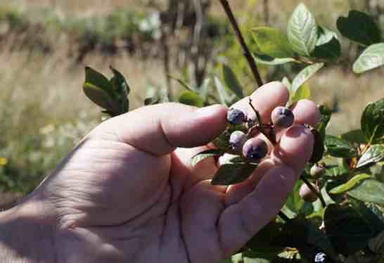 Aproveitamento de produtos de Baroña: as plantacións de arandos. Foto: Feuga