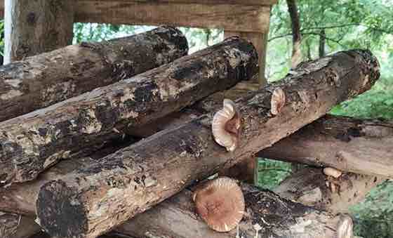 Aproveitamento de produtos de Baroña: os cogomelos. Foto: Feuga