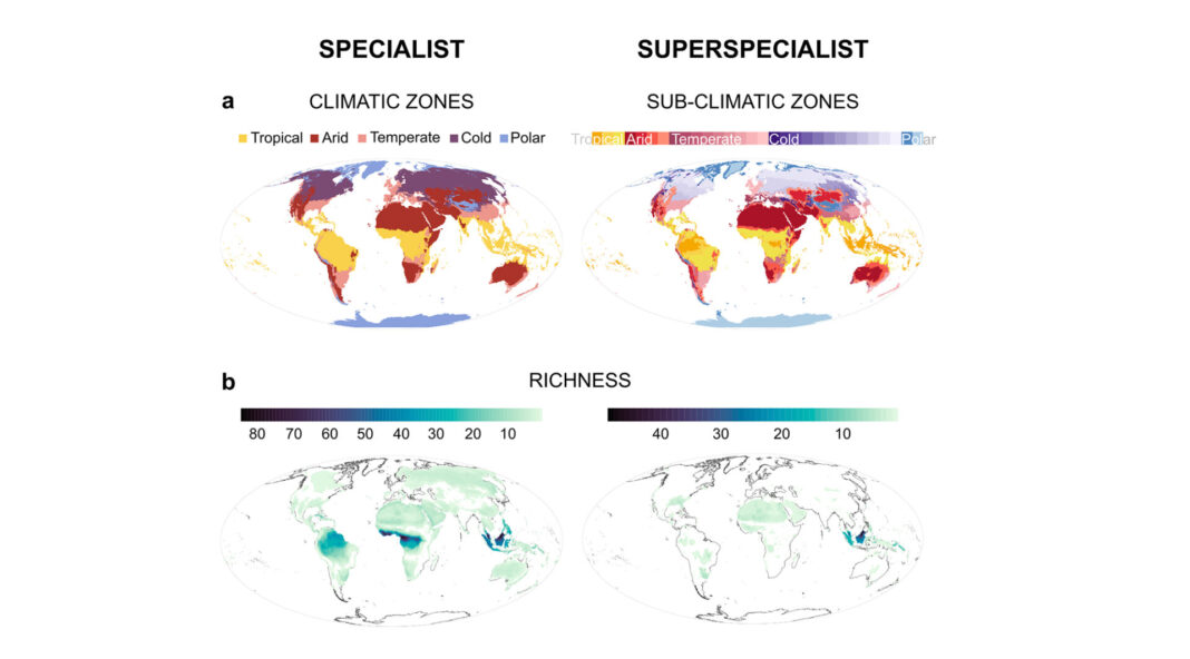 Distribución global de especialistas e superespecialistas climáticos e patróns de riqueza. a: Zonas climáticas utilizadas en este estudo para definir as especies especialistas e superespecialistas, baseadas na clasificación climática de Köppen–Geiger, que comprende cinco zonas climáticas para as especies especialistas e 30 para as superespecialistas. b: Patróns globais de riqueza de especies especialistas (esquerda) e superespecialistas (dereita), amosando o número de especies por cela do mapa. Imaxe: DUVI